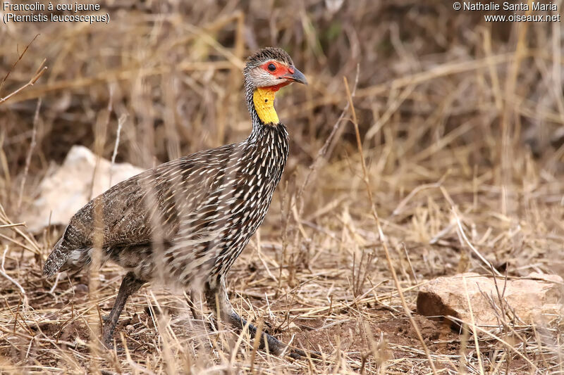 Yellow-necked Spurfowladult, identification, habitat, walking