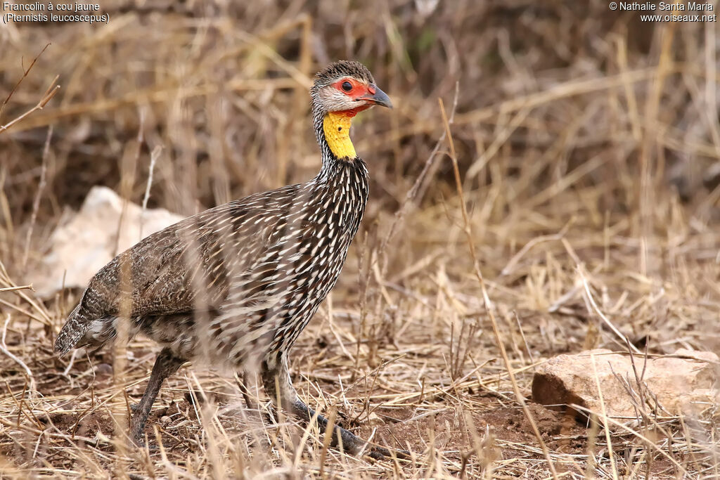 Francolin à cou jauneadulte, identification, habitat, marche