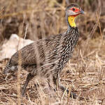 Francolin à cou jaune