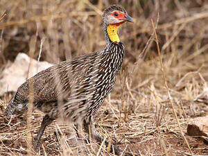 Francolin à cou jaune