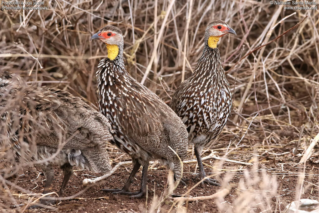 Francolin à cou jauneadulte, identification, habitat