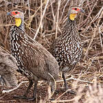 Francolin à cou jaune