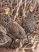 Francolin à cou jaune