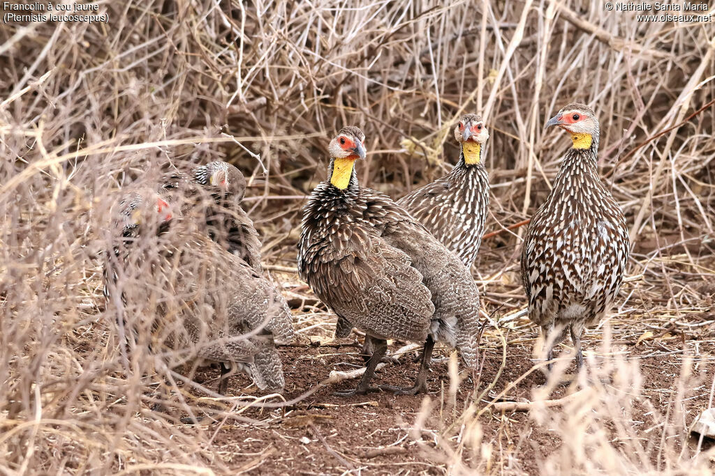 Francolin à cou jauneadulte, identification, habitat, Comportement