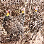 Francolin à cou jaune