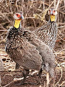 Francolin à cou jaune