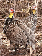 Francolin à cou jaune