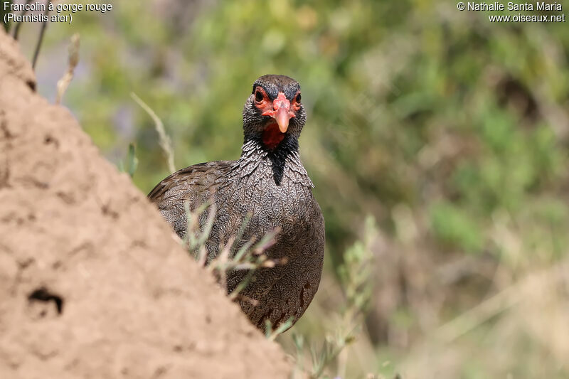 Red-necked Spurfowladult, identification, habitat, Behaviour