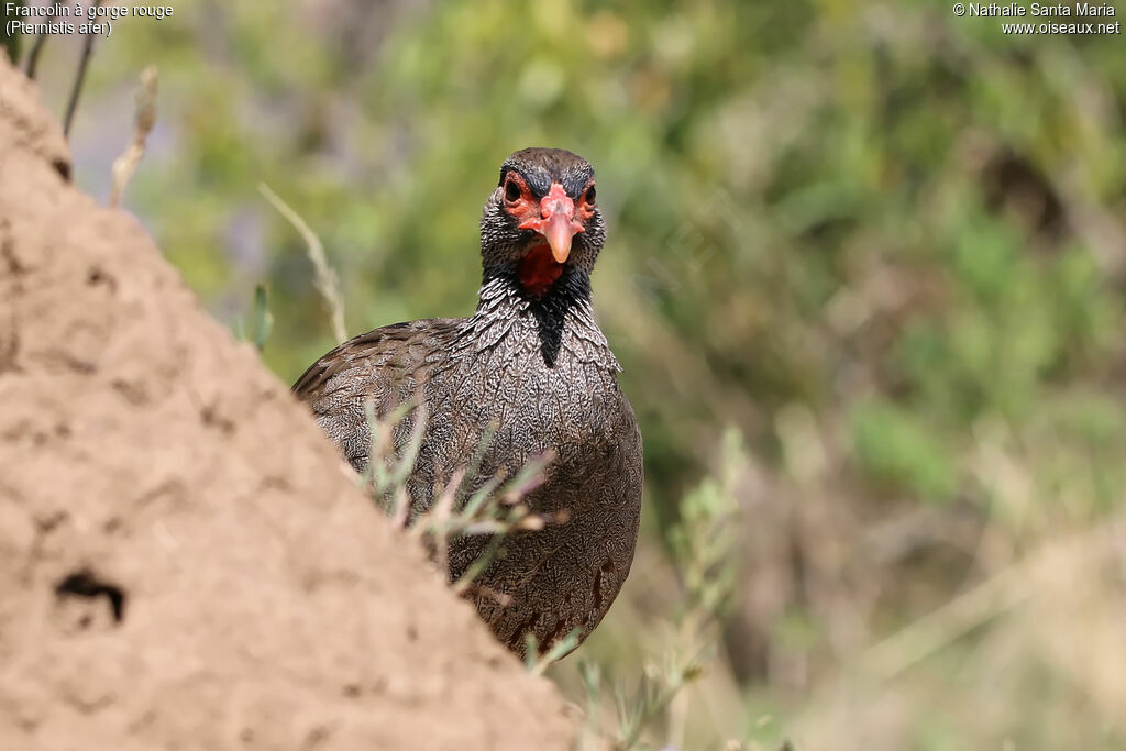 Francolin à gorge rougeadulte, identification, habitat, Comportement