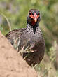 Francolin à gorge rouge