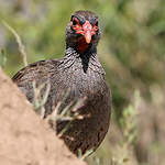 Francolin à gorge rouge