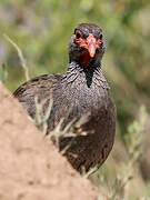 Red-necked Spurfowl