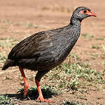 Francolin à gorge rouge