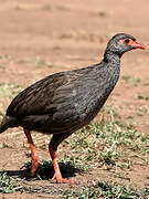 Francolin à gorge rouge