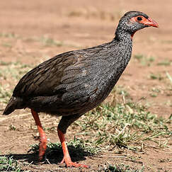 Francolin à gorge rouge