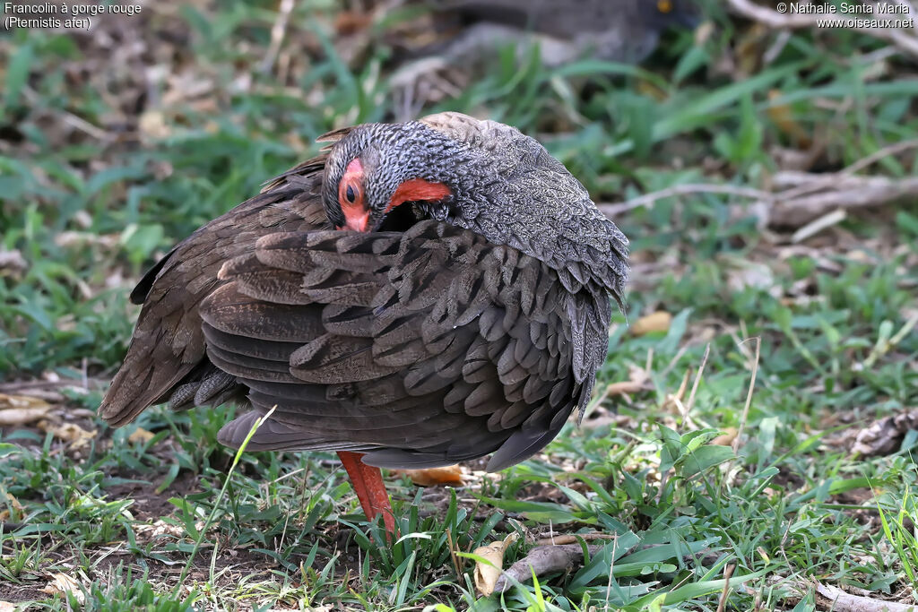 Red-necked Spurfowladult, identification, care