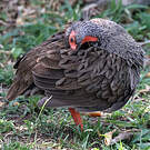 Francolin à gorge rouge