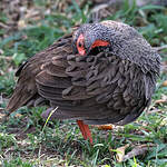 Francolin à gorge rouge