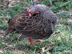 Francolin à gorge rouge