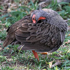 Francolin à gorge rouge