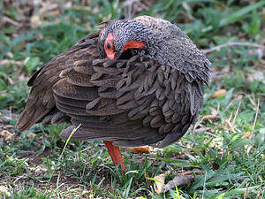 Francolin à gorge rouge