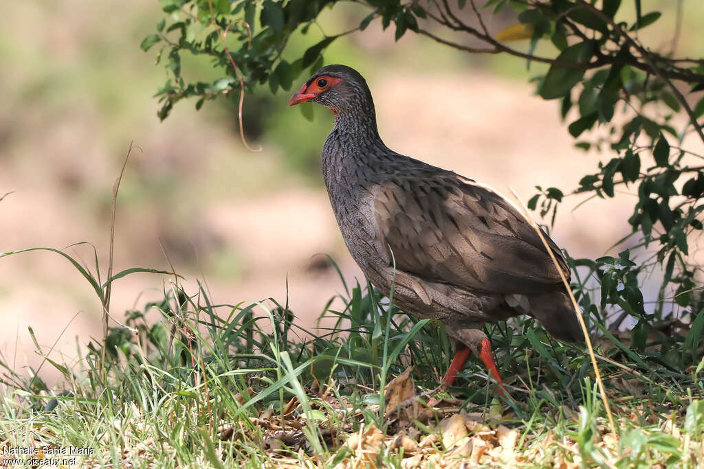 Francolin à gorge rougeadulte, identification, marche