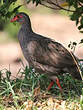 Francolin à gorge rouge