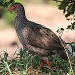 Francolin à gorge rouge