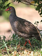 Francolin à gorge rouge