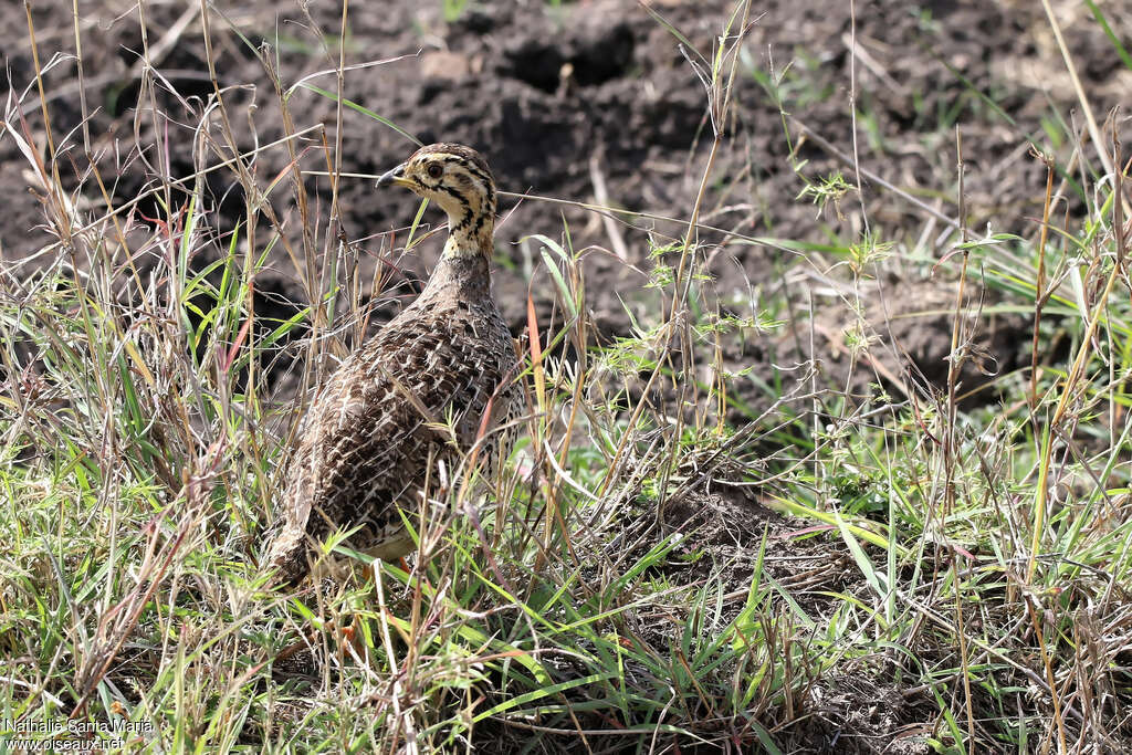 Francolin coqui femelle adulte, identification