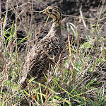 Francolin coqui