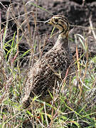 Francolin coqui