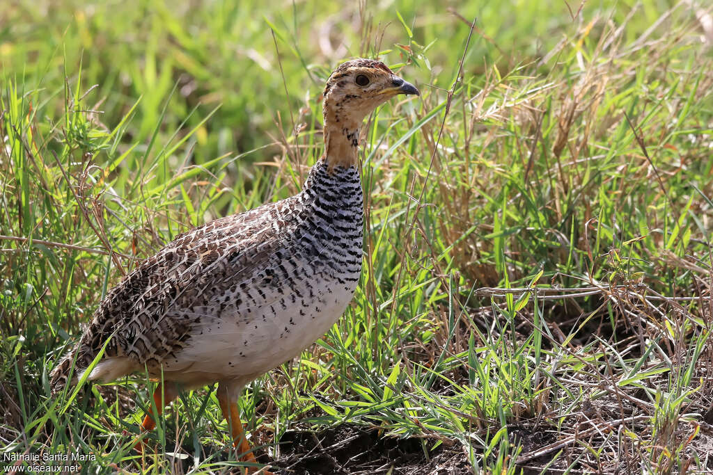 Francolin coquiimmature, identification