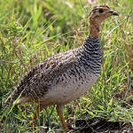 Francolin coqui