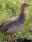 Coqui Francolin