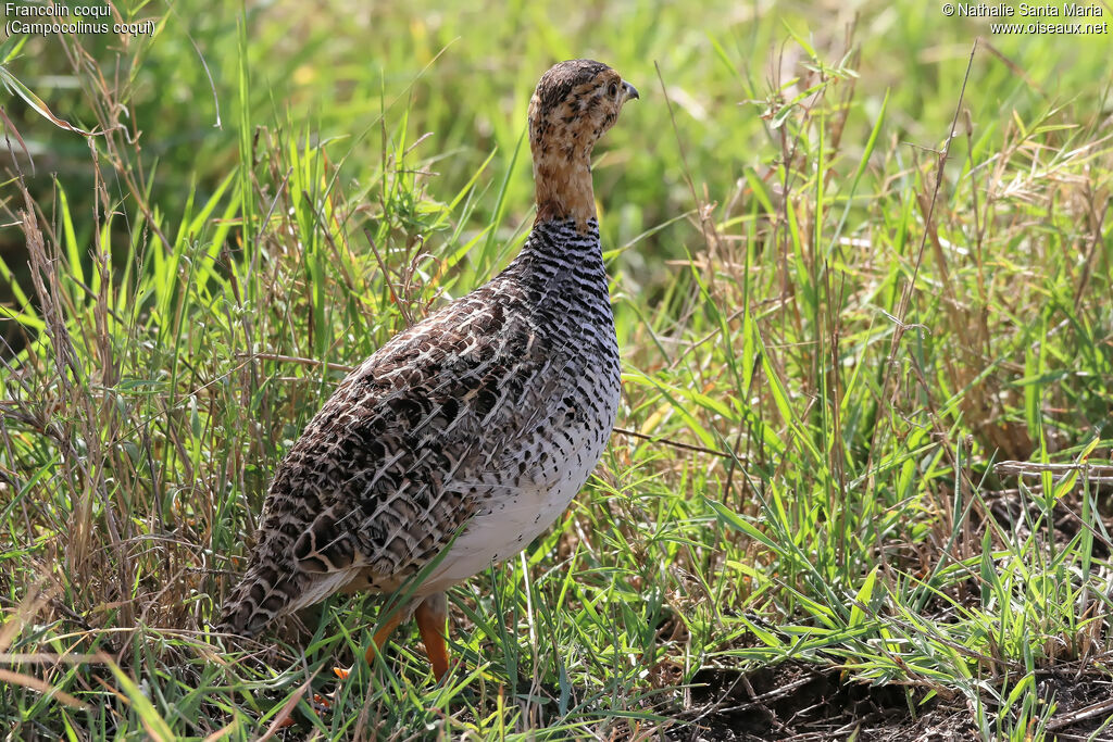 Francolin coquiadulte, identification, habitat, marche