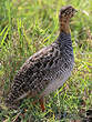 Francolin coqui