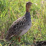 Francolin coqui