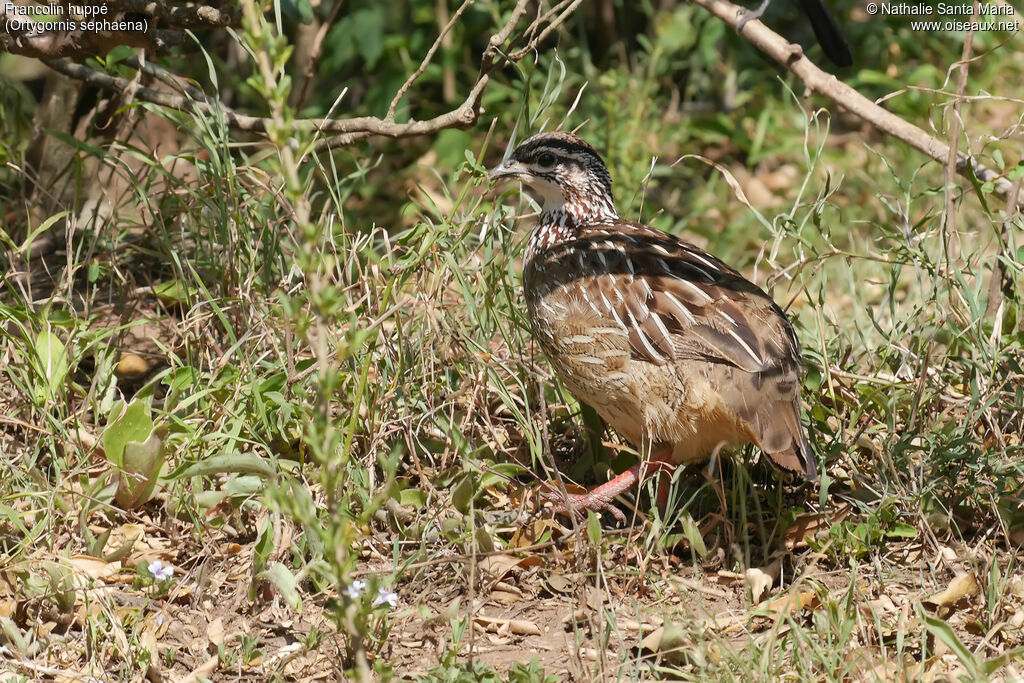 Crested Francolinadult, walking