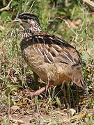 Francolin huppé