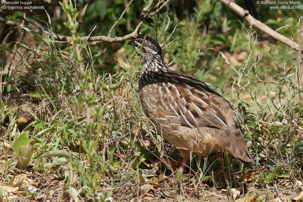 Francolin huppéadulte