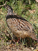 Francolin huppé