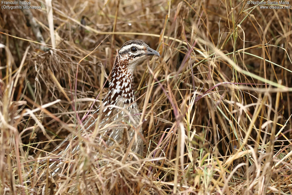 Francolin huppéadulte, camouflage