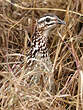 Francolin huppé