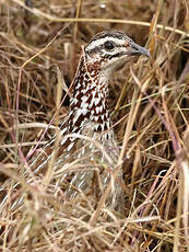 Francolin huppé