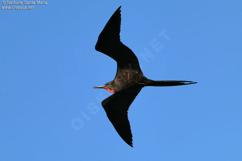 Magnificent Frigatebird male adult, Flight