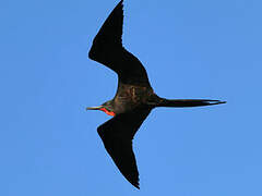 Magnificent Frigatebird