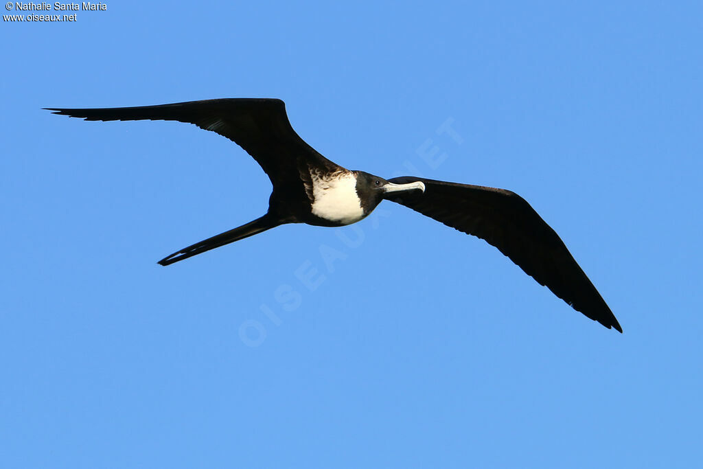 Magnificent Frigatebird female adult, Flight