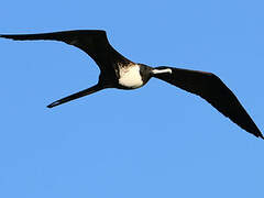 Magnificent Frigatebird