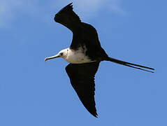 Magnificent Frigatebird